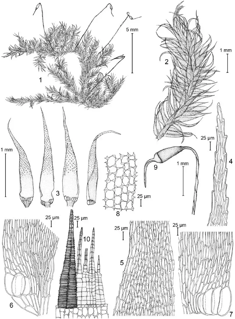 Trichosteleum-stigmosum-Mitt-Sematophyllaceae-1-habit-with-sporophytes-2-branch.png