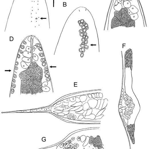 Trophomera-cf-marionensis-immature-female-a-Sublateral-view-of-head-showing-position-of_Q640.jpg