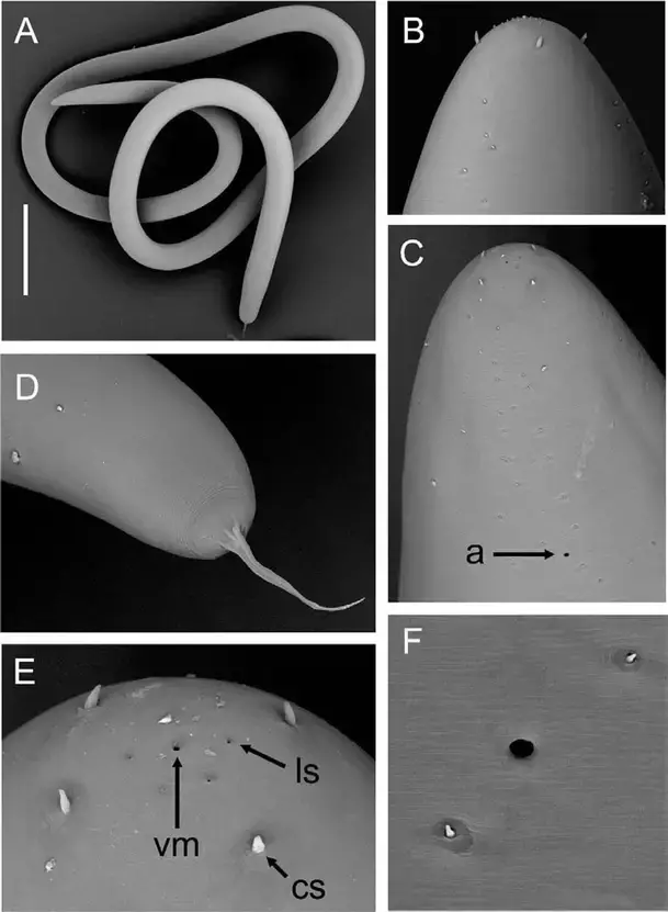 Trophomera-cf-marionensis-immature-female-scanning-electron-micrographs-a-Entire.gif