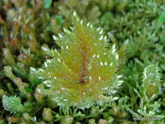 True_Moss_Hypnodendron_menziesii.JPG