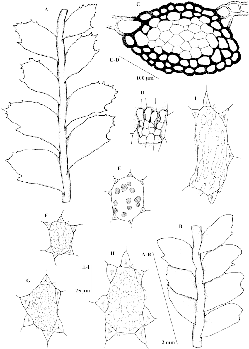 Tylimanthus-laxus-A-B-Part-of-shoot-dorsal-view-C-cross-section-of-stem-D.png