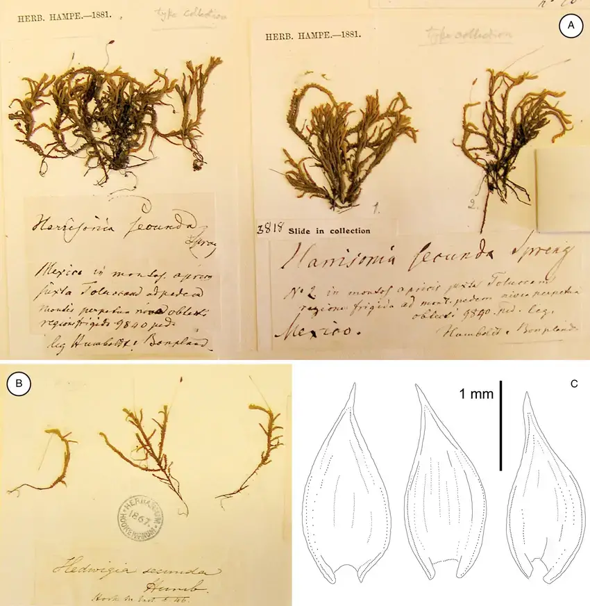 Types-of-Braunia-secunda-Hook-Bruch-Schimp-A-Hb-Hampe-BM-BM000960763.png