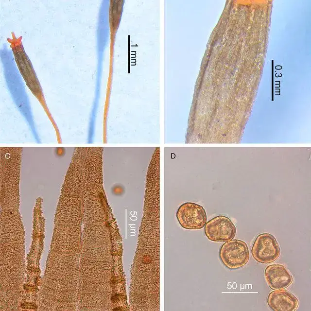 Typification-of-Ulota-macrodontia-Dusen-ex-Malta-Details-of-main-morphological_Q640.jpg