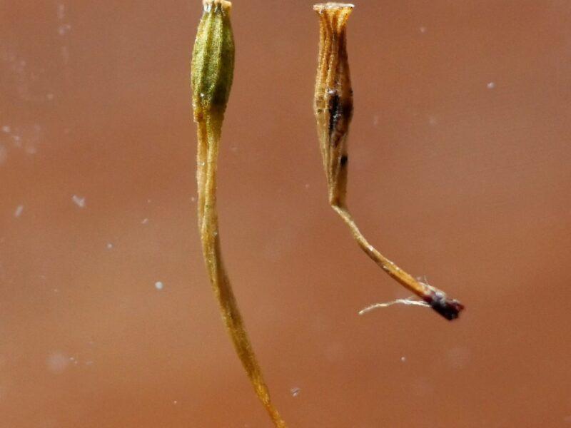 Ulota-bruchii-and-crispa-capsules-800x600.jpg