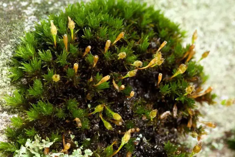 Ulota-hutchinsiae-750x500.jpg