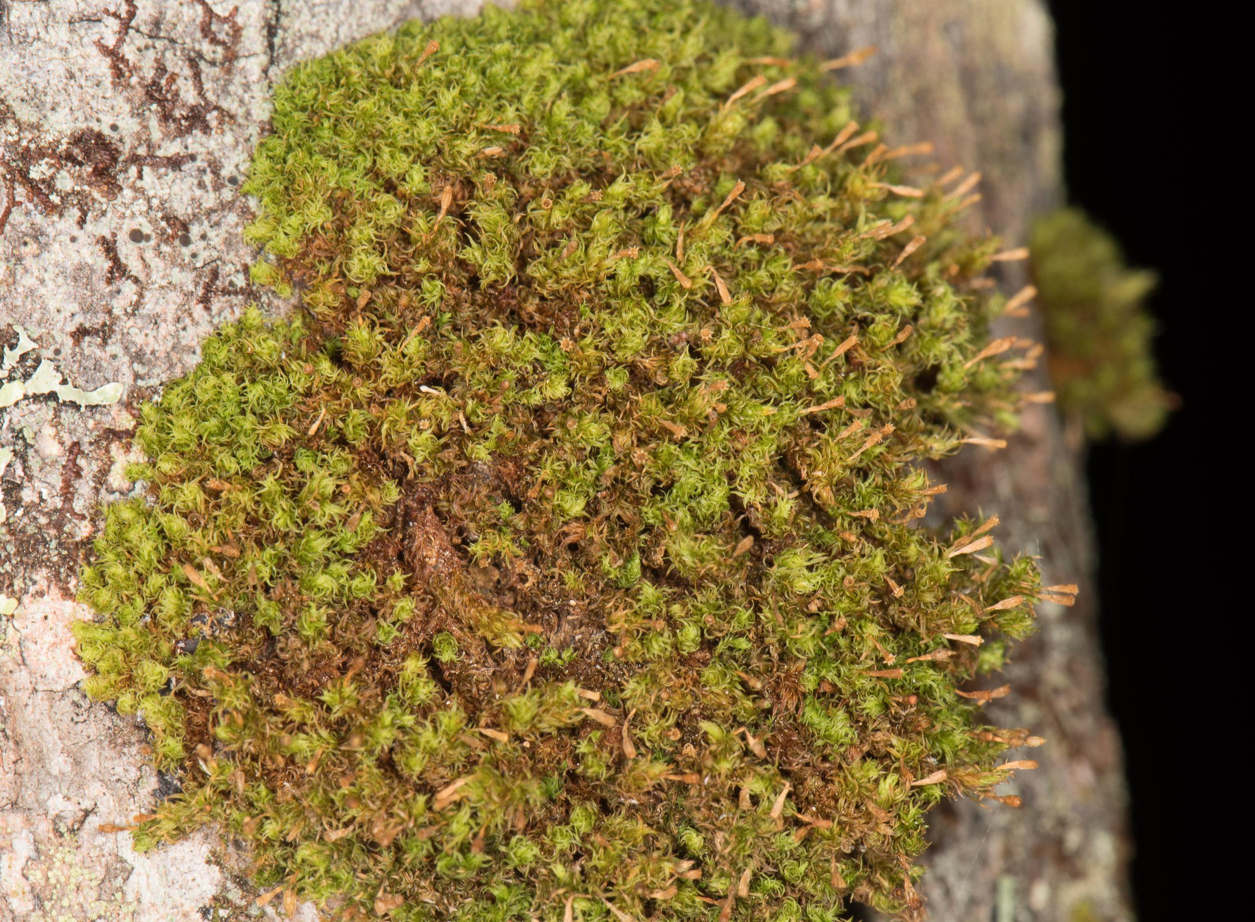 Ulota_crispa-4234545F82.jpg