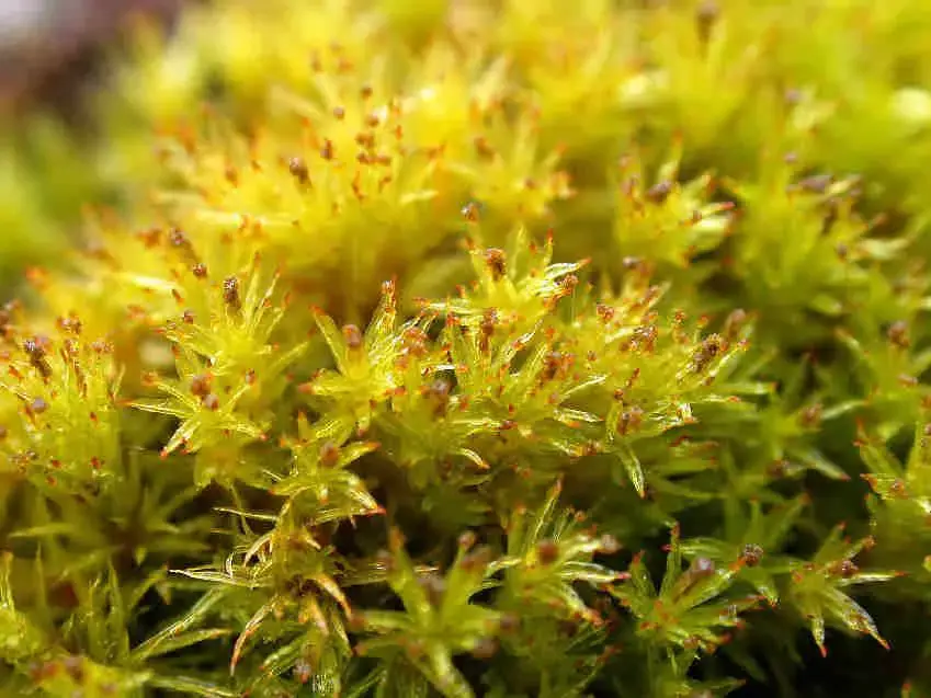 Ulota_phyllantha_011.JPG