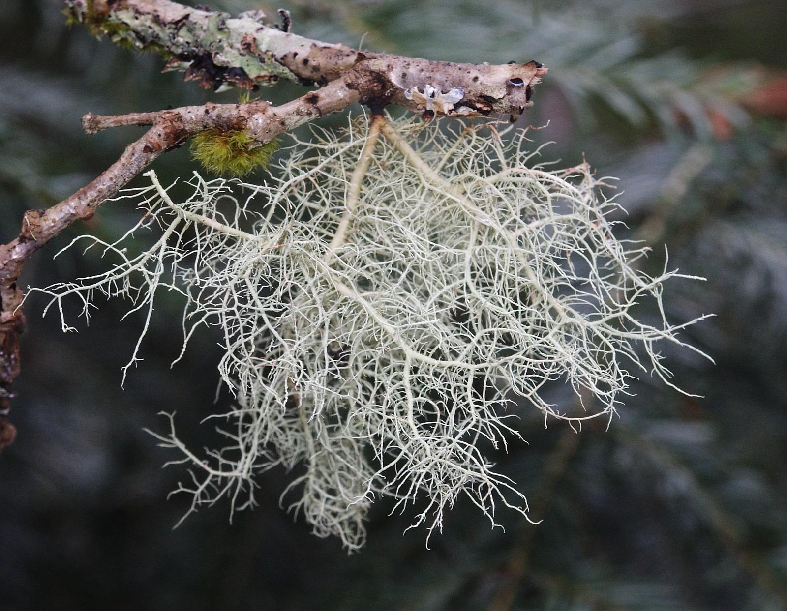 Usnea_filipendula_170406a.jpg