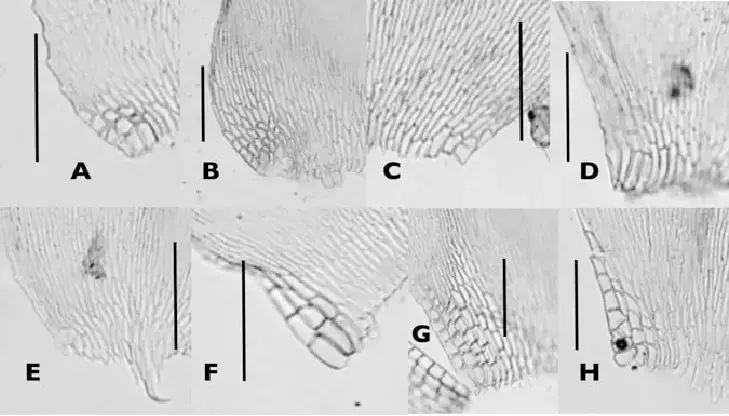 Variation-of-alar-region-among-the-eight-species-of-subgenus-Taxithelium-Scale-bars.png