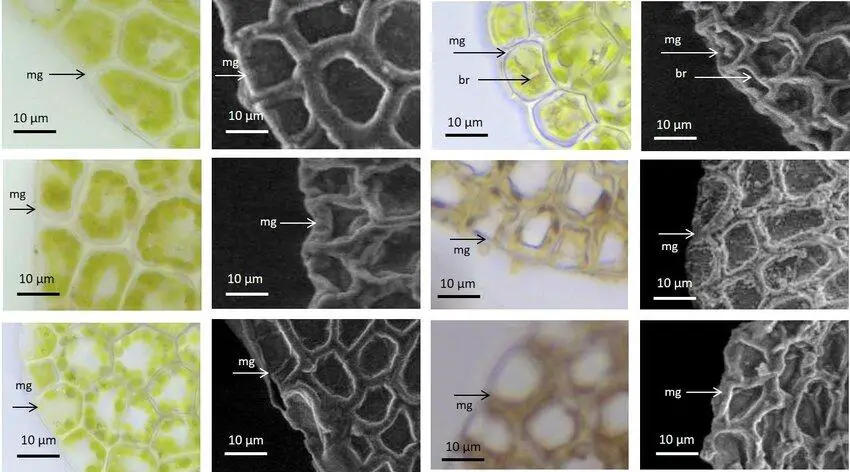 Visualization-of-Lejeunea-spp-margin-leaf-cell-L-anisophylla-A-A-L-cocoes-B.jpg