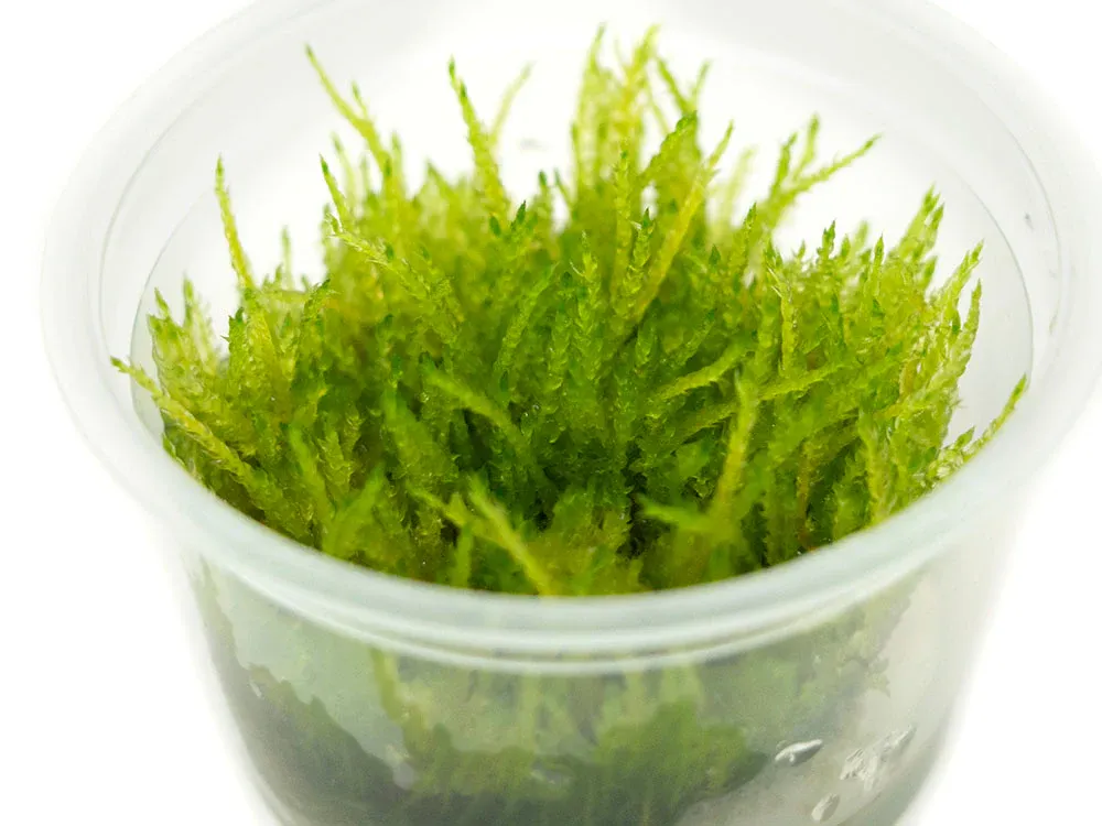 Weeping_Moss_TC_cup_4_1024x1024.jpg