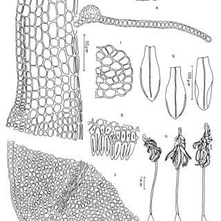 Weisiopsis-bahiensis-Muell-Hal-Broth-a-Dry-gametophytes-b-Leaves-c-Apical-cells_Q320.jpg