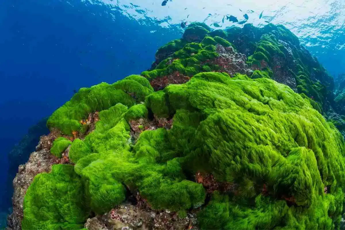 What Does Algae Eat? Algae&#8217;s Unique Eating Habits