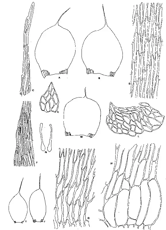 Wijkia-tanytricha-Mont-Crum-AB-Stem-leaves-70-C-Apical-cells-of-stem-leaf.png