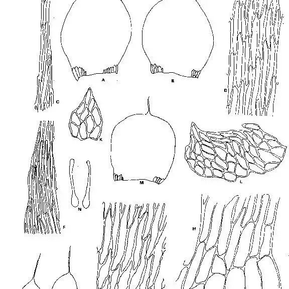 Wijkia-tanytricha-Mont-Crum-AB-Stem-leaves-70-C-Apical-cells-of-stem-leaf_Q640.jpg