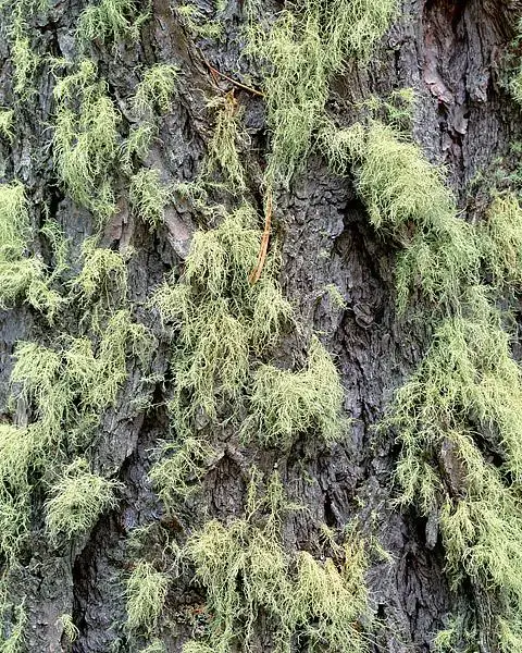 Wildbasinmoss-HT.jpg