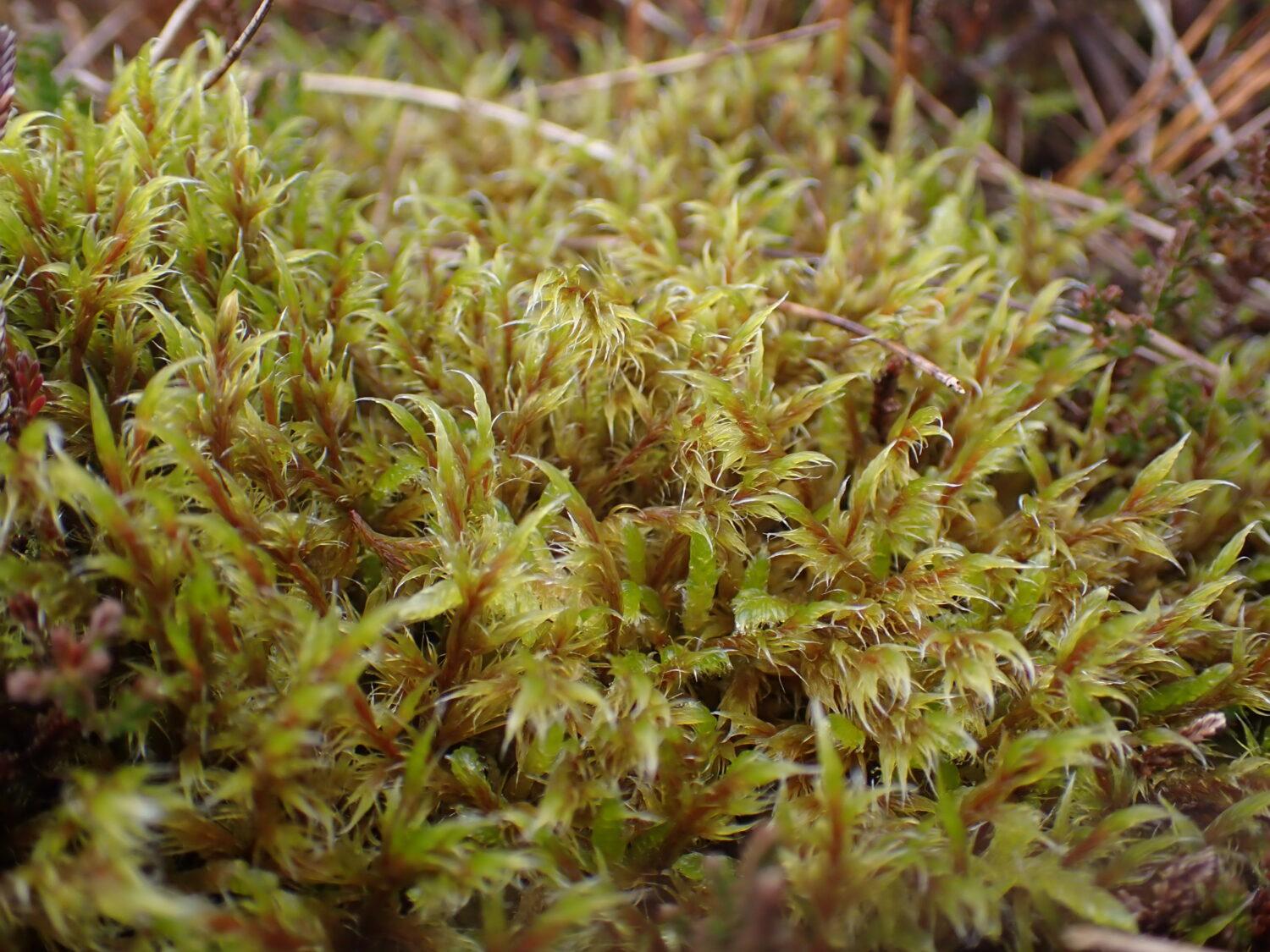 Woolly-Fringe-moss-Racomitrium-lanuginosum-from-Teesdale-1500x1125.jpg