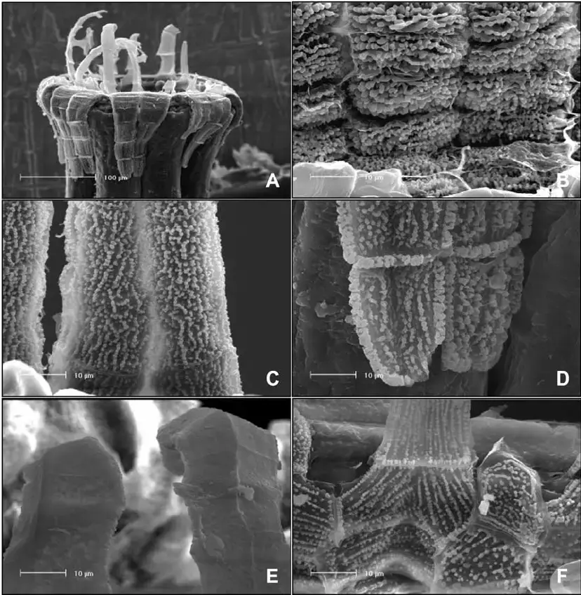 Zygodon-menziesii-SEM-photographs-of-peristome-A-Lateral-view-of-the-capsule-mouth-and.png