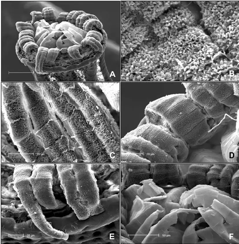 Zygodon-pentastichus-SEM-photographs-of-peristome-A-Peristome-B-E-Exostome-B.png