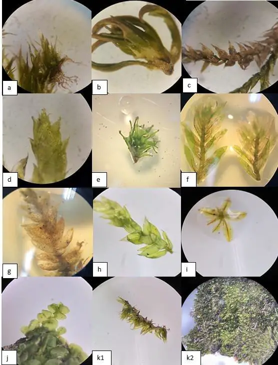 a-Entodontopsis-anceps-b-Hyophila-involuta-c-Trachyphyllum-inflexum-d-Vesicularia.jpg