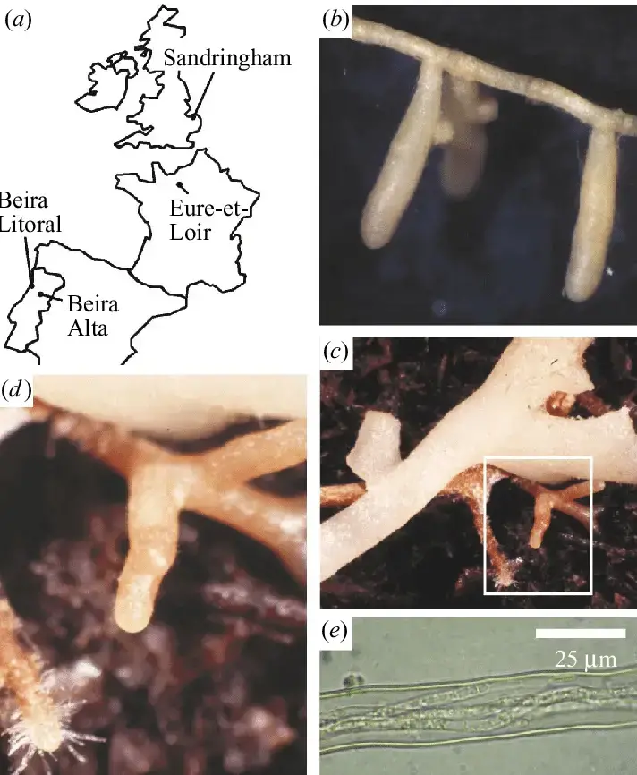 a-Locations-where-we-sampled-Cryptothallus-mirabilis-b-Field-collected-Betula.png