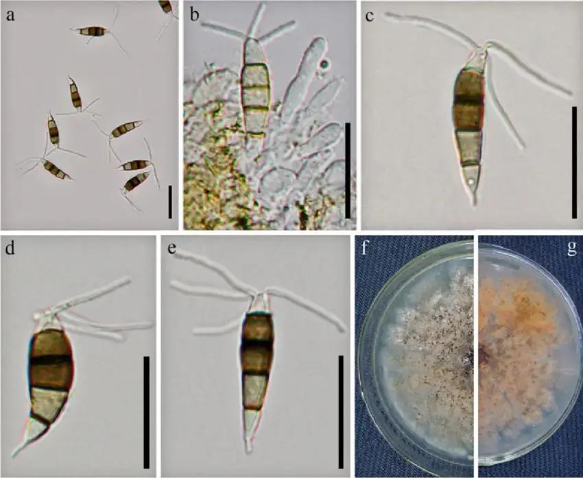 a-Pestalotiopsis-chrysea-holotype-b-Conidiophores-conidiogenous-cells-c-e.png