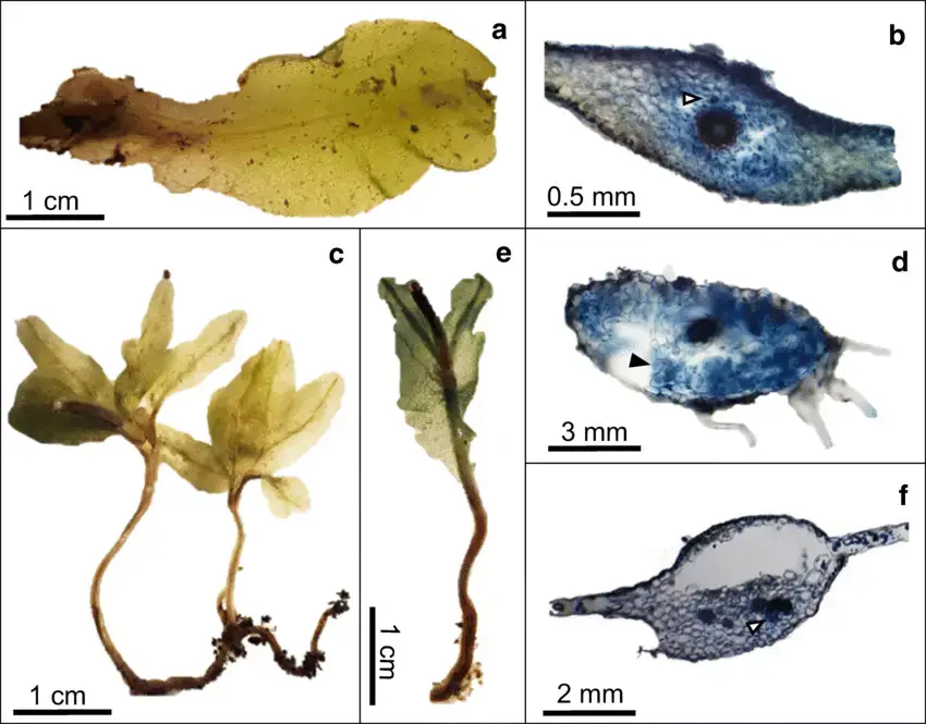 a-b-Symphyogyna-circinata-BCRU-5497-a-Overall-appearance-of-the-thallus-b-Cross.png