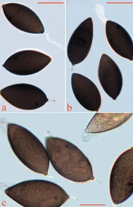 a-c-Schizothecium-curvuloides-var-megasporum-a-c-spores-Scale-bars-a-b-30-m-c.png