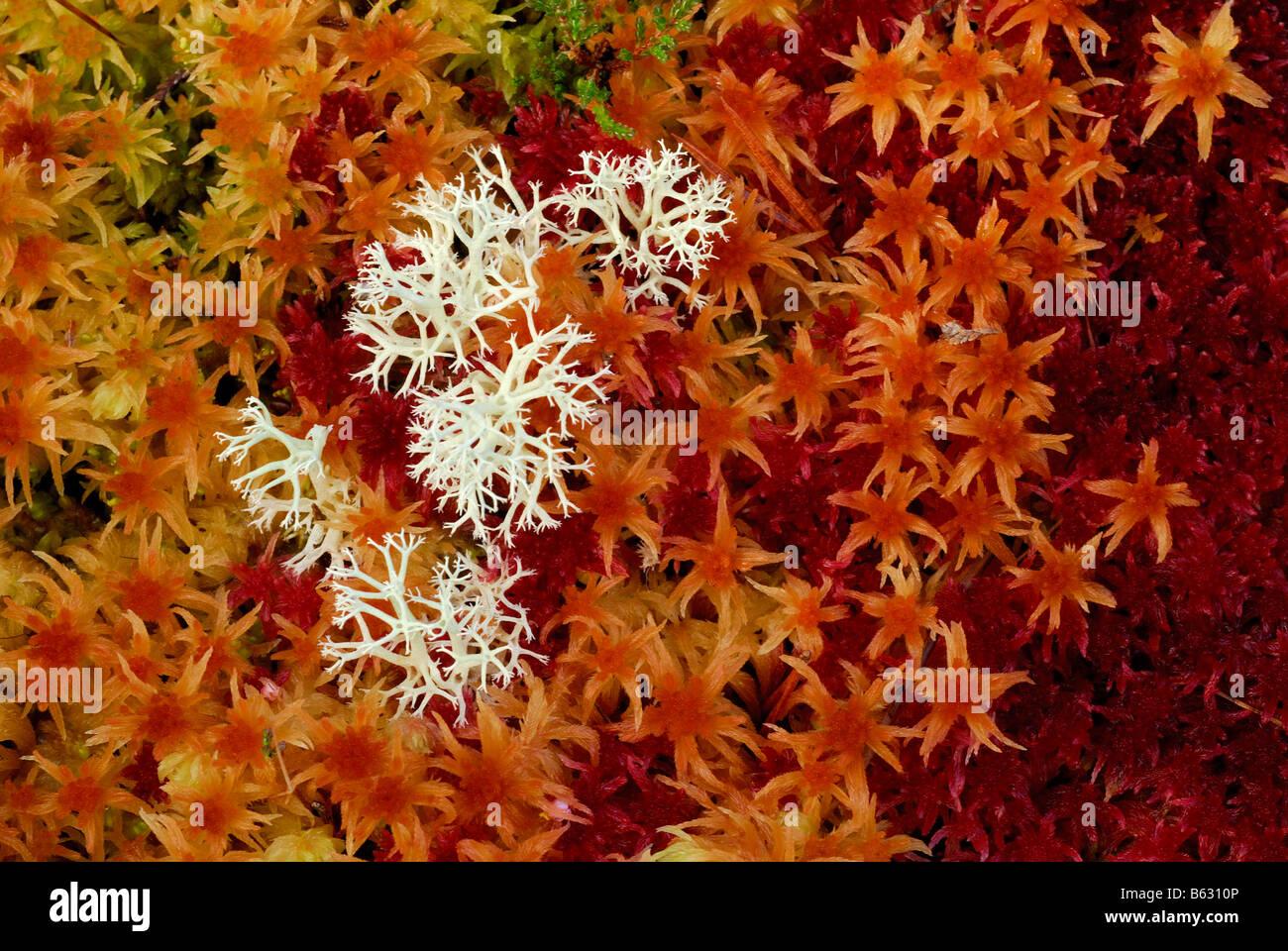 a-colourful-bed-of-sphagnum-moss-sphagnum-angustifolium-in-autumn-B6310P.jpg