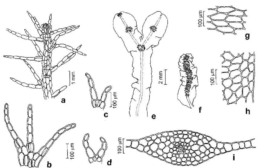 a-d-LEPIDOzIACEAE-Telaranea-nematodes-a-aspecto-geral-do-gametofito-b-filidio-c-d.png