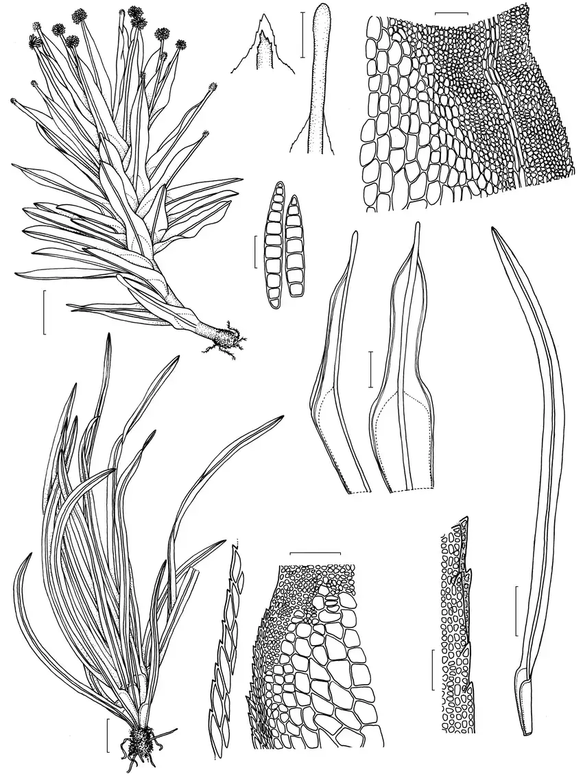 a-e-Calymperes-erosum-a-habit-b-leaf-apex-c-cells-at-leaf-shoulder-d-gemmae-e.png