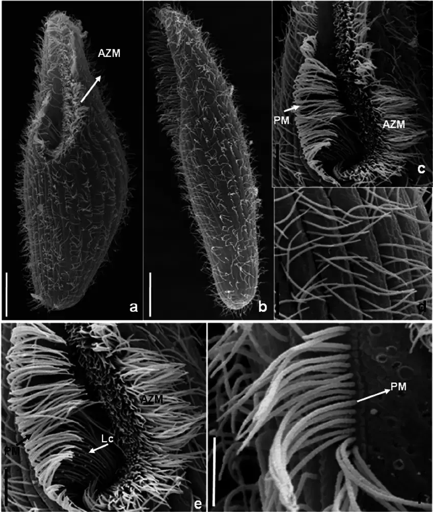 a-f-Scanning-electron-micrographs-of-Blepharisma-sinuosum-a-Ventral-view-showing-oral.png