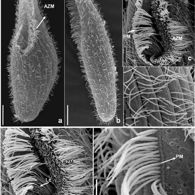 a-f-Scanning-electron-micrographs-of-Blepharisma-sinuosum-a-Ventral-view-showing-oral_Q640.jpg