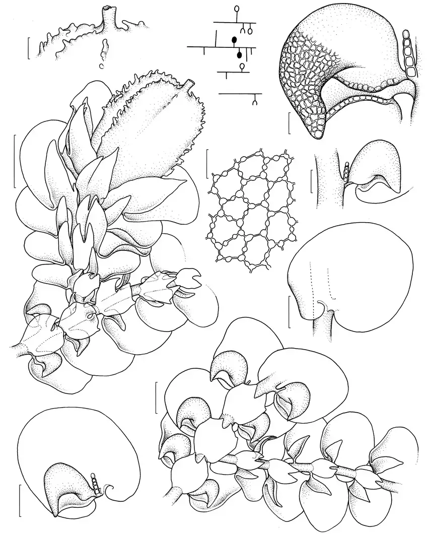 a-i-Frullania-ericoides-a-perianth-beak-b-habit-scheme-dot-androecia-open-dot.png