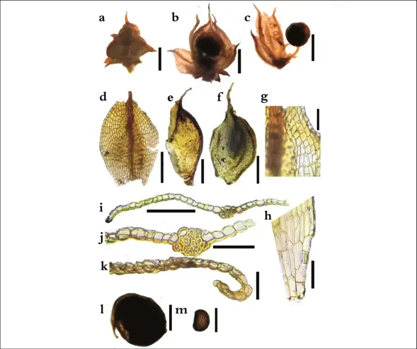 a-m-Acaulon-triquetrum-a-Dry-gametophyte-carrying-embedded-sporophyte-b-Wet.png