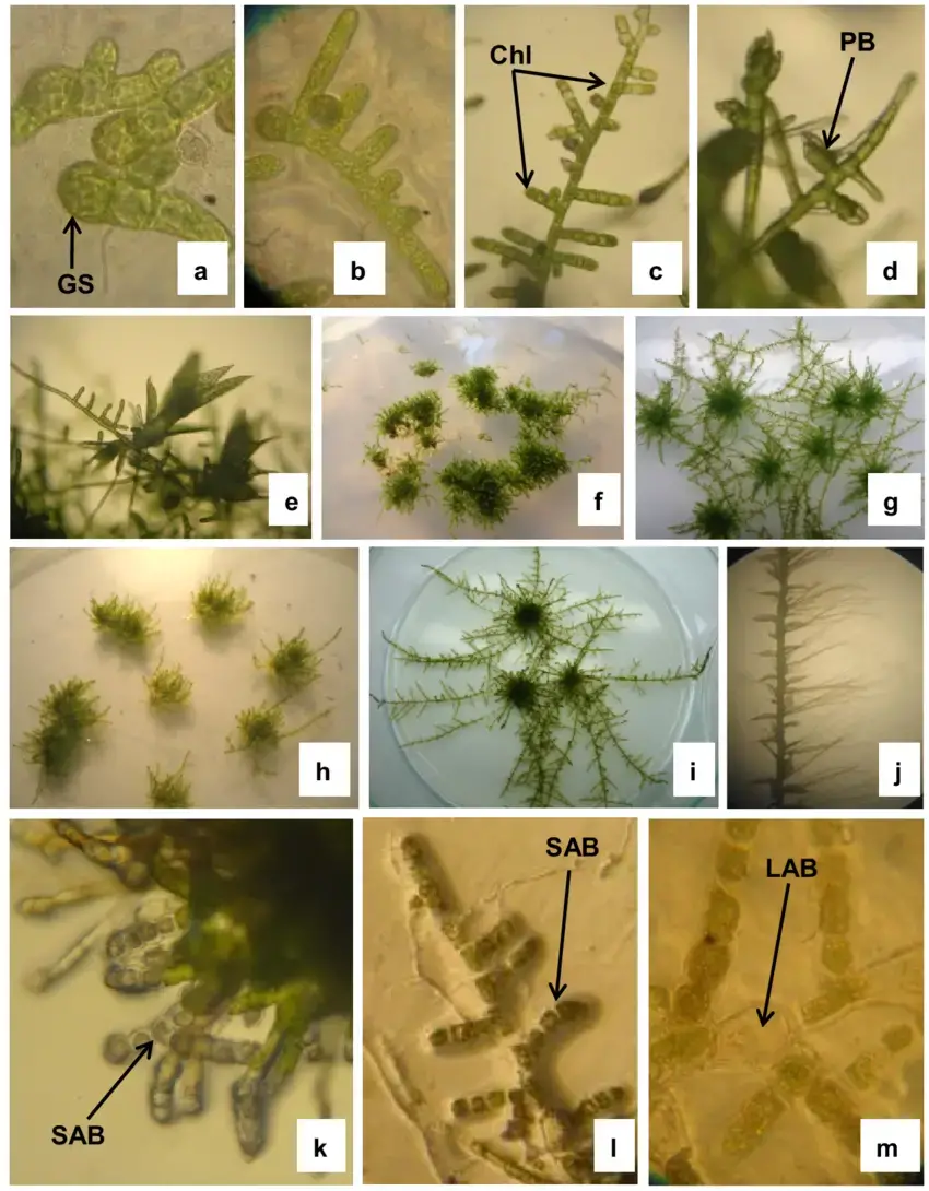 a-m-In-vitro-growth-of-Entodon-macropodus-Hedw-Muell-Hal-a-Germinated-spores-b-c.png