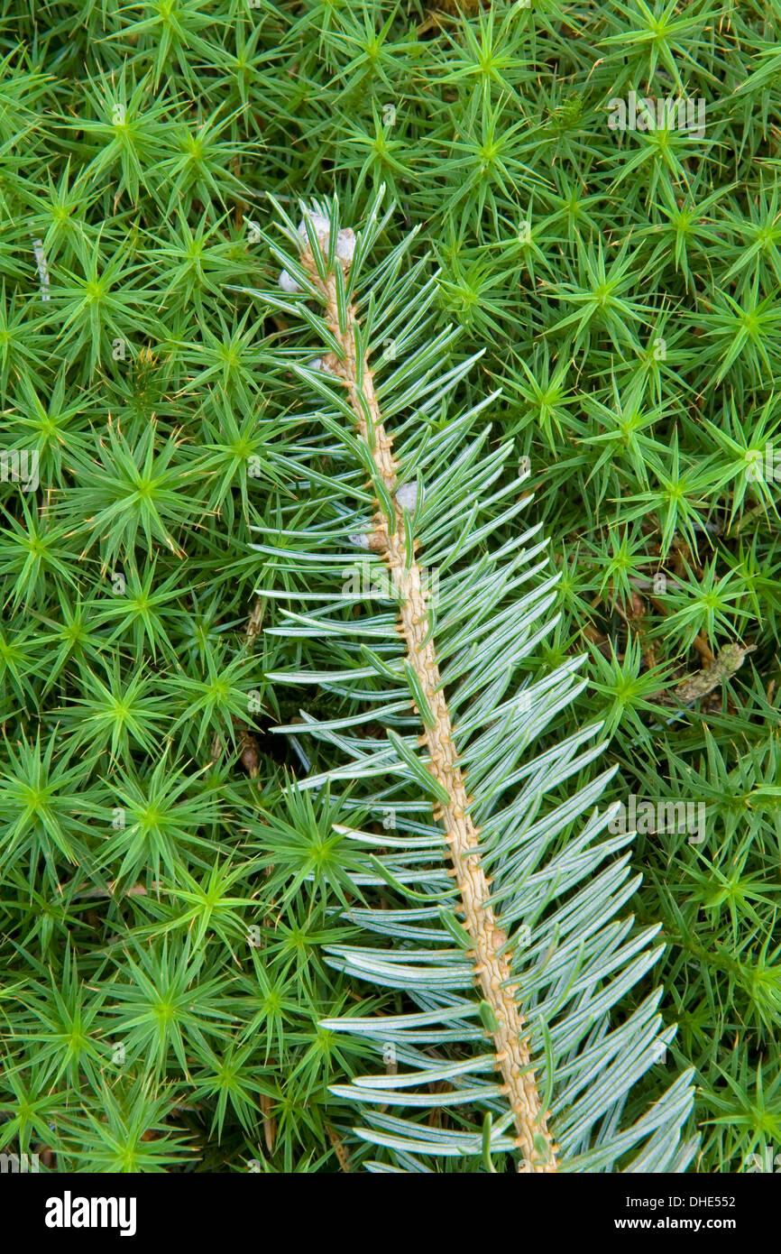 a-spruce-branch-resting-on-a-bed-of-moss-polytrichastrum-formosum-DHE552.jpg