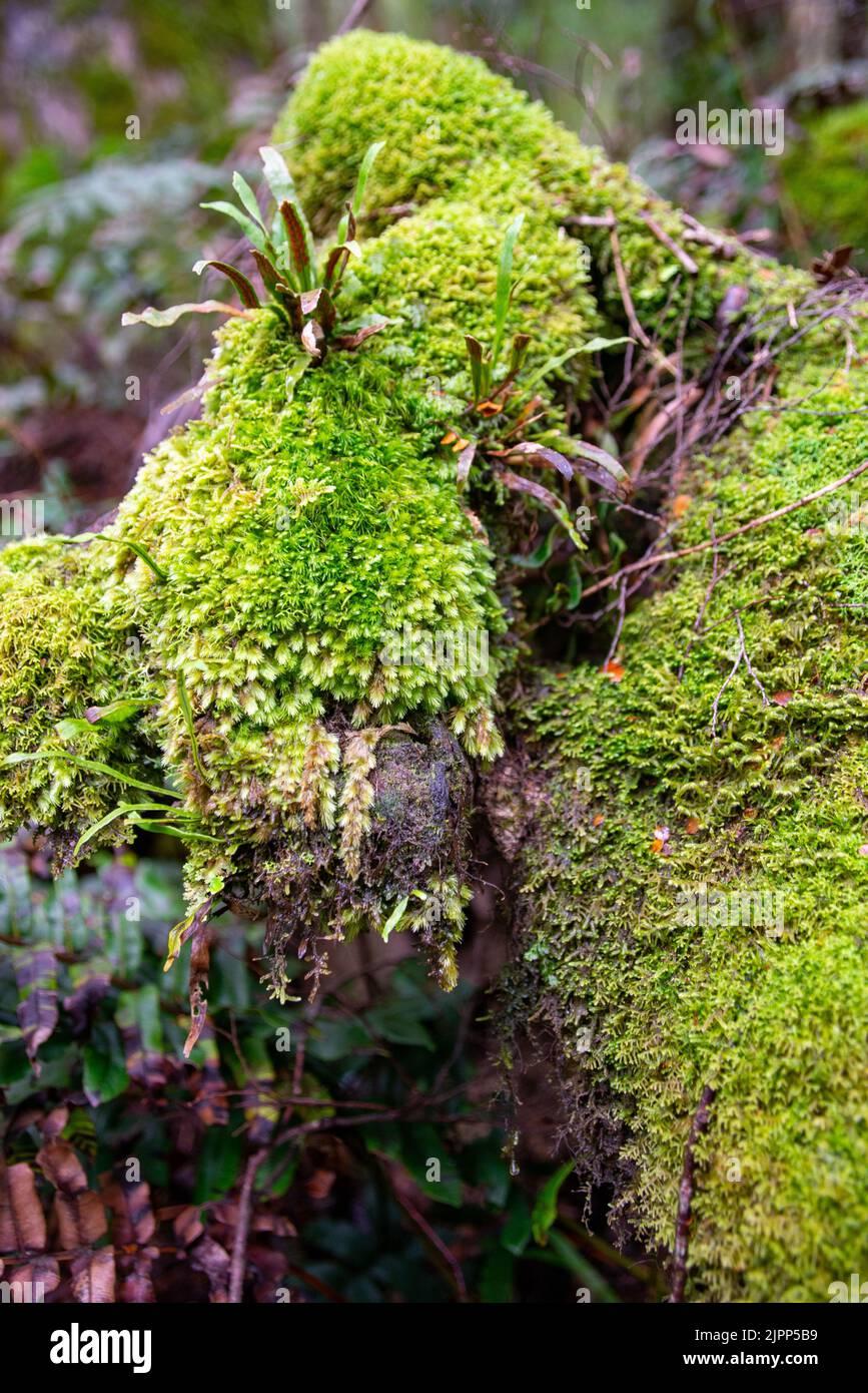 a-vertical-shot-of-a-wood-bristle-moss-orthotrichum-affine-2JPP5B9.jpg