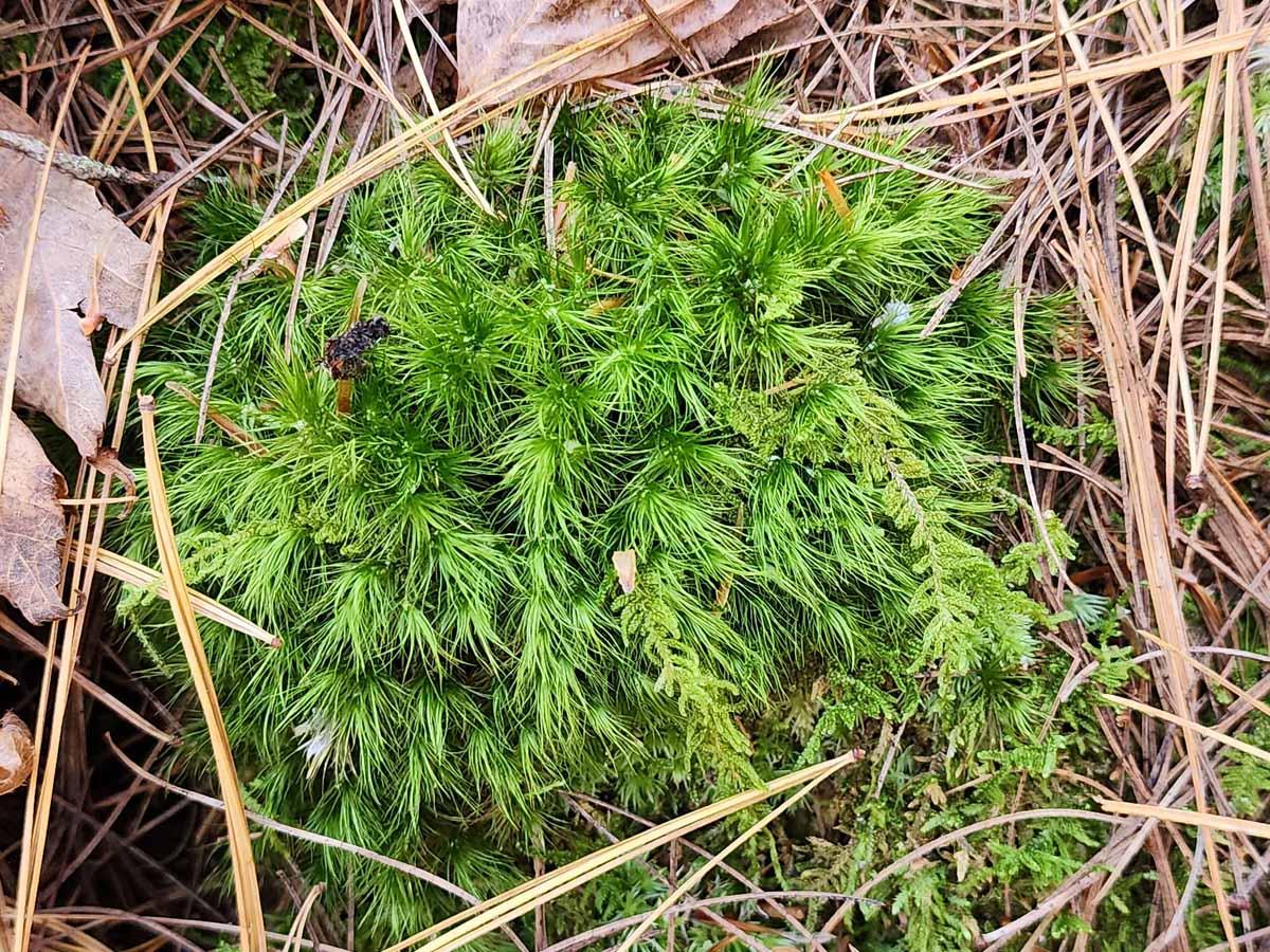 a-windswept-moss-dicranum-sp.-.jpg