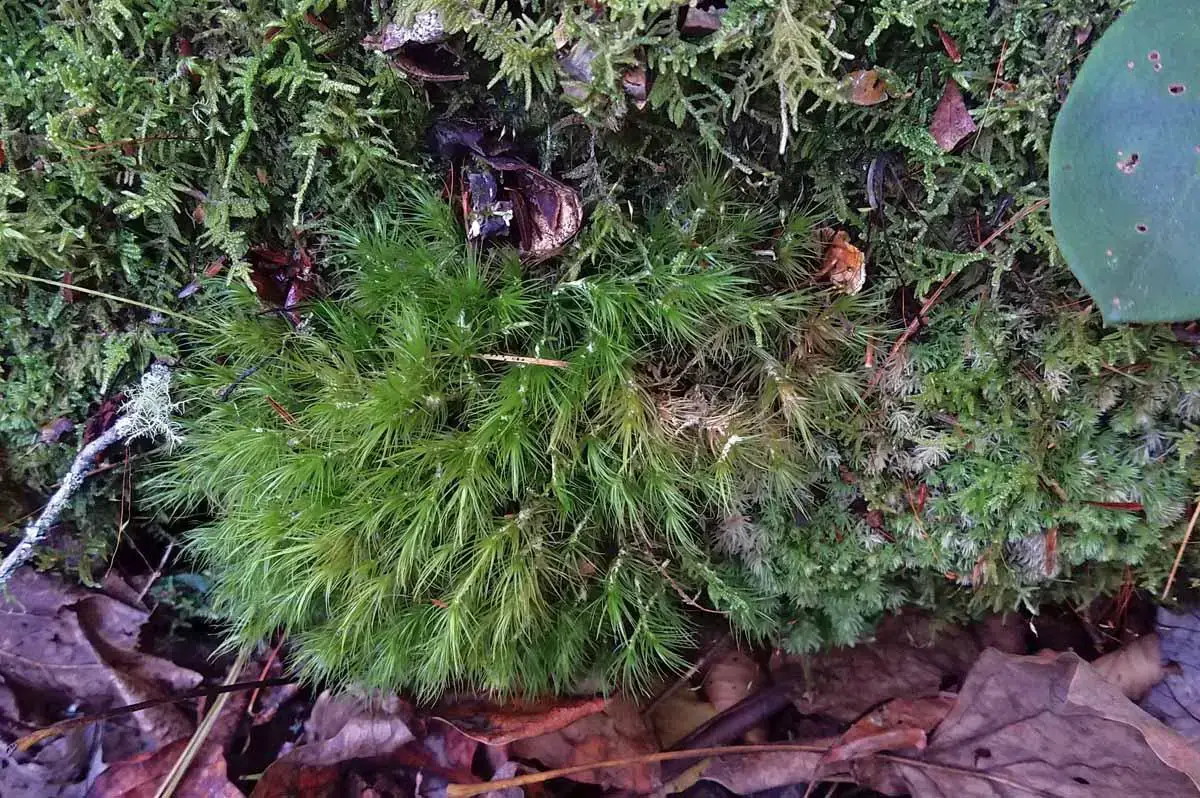 a-windswept-moss-dicranum-sp1.jpg