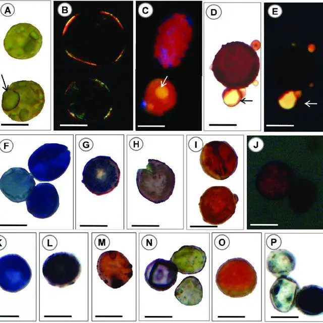 A-P-Histochemical-characterization-of-Neckeropsis-undulata-spores-A-I-Highland-spores_Q640.jpg