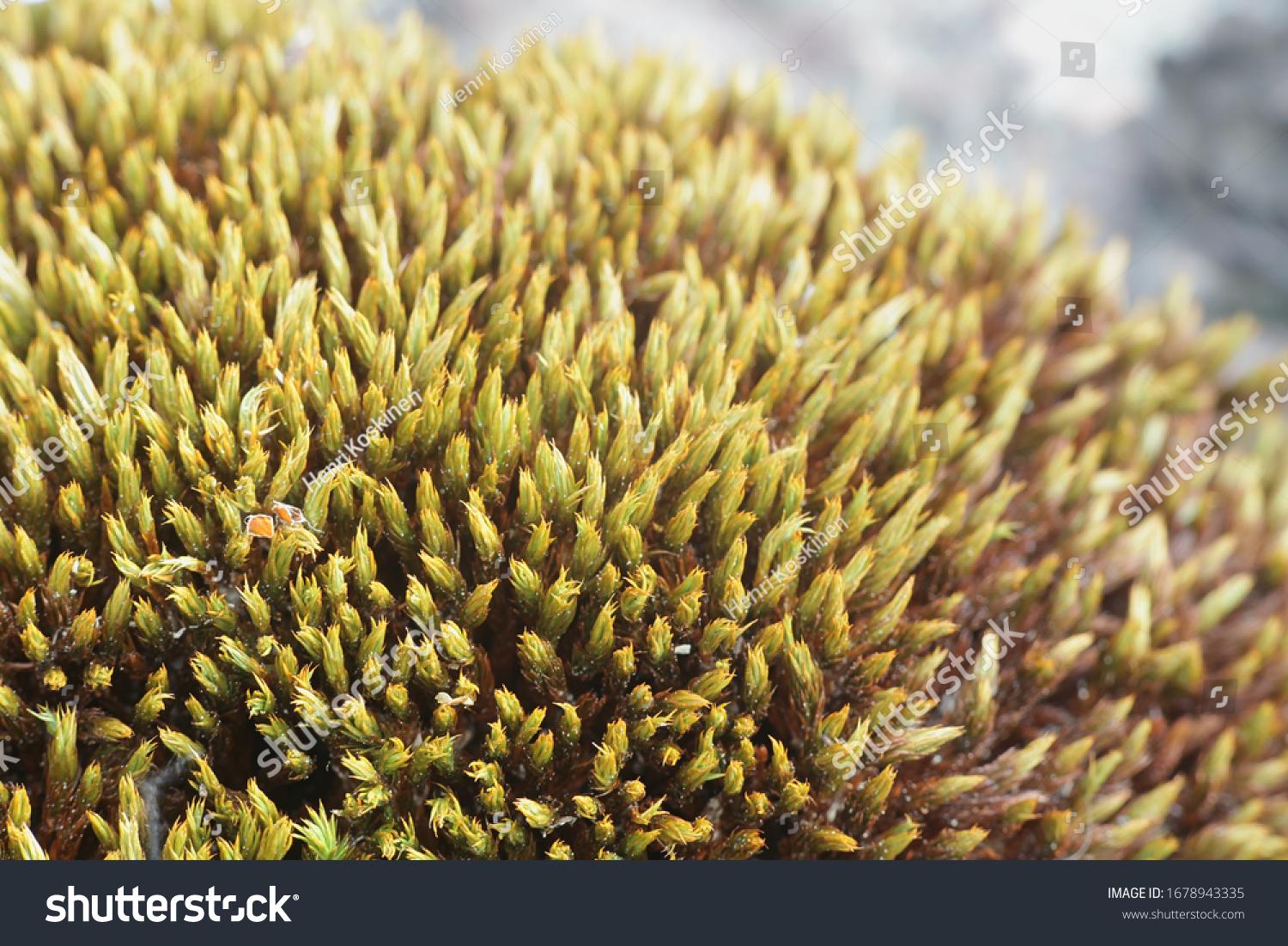 stock-photo-schistidium-maritimum-known-as-the-seaside-grimmia-or-seaside-schistidium-moss-1678943335.jpg