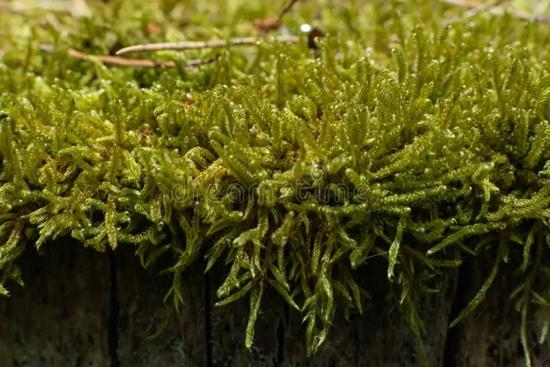 closeup-hypnum-cupressiforme-cypress-leaved-plaitmoss-hypnum-moss-closeup-hypnum-cupressiforme-cypress-leaved-269400133.jpg