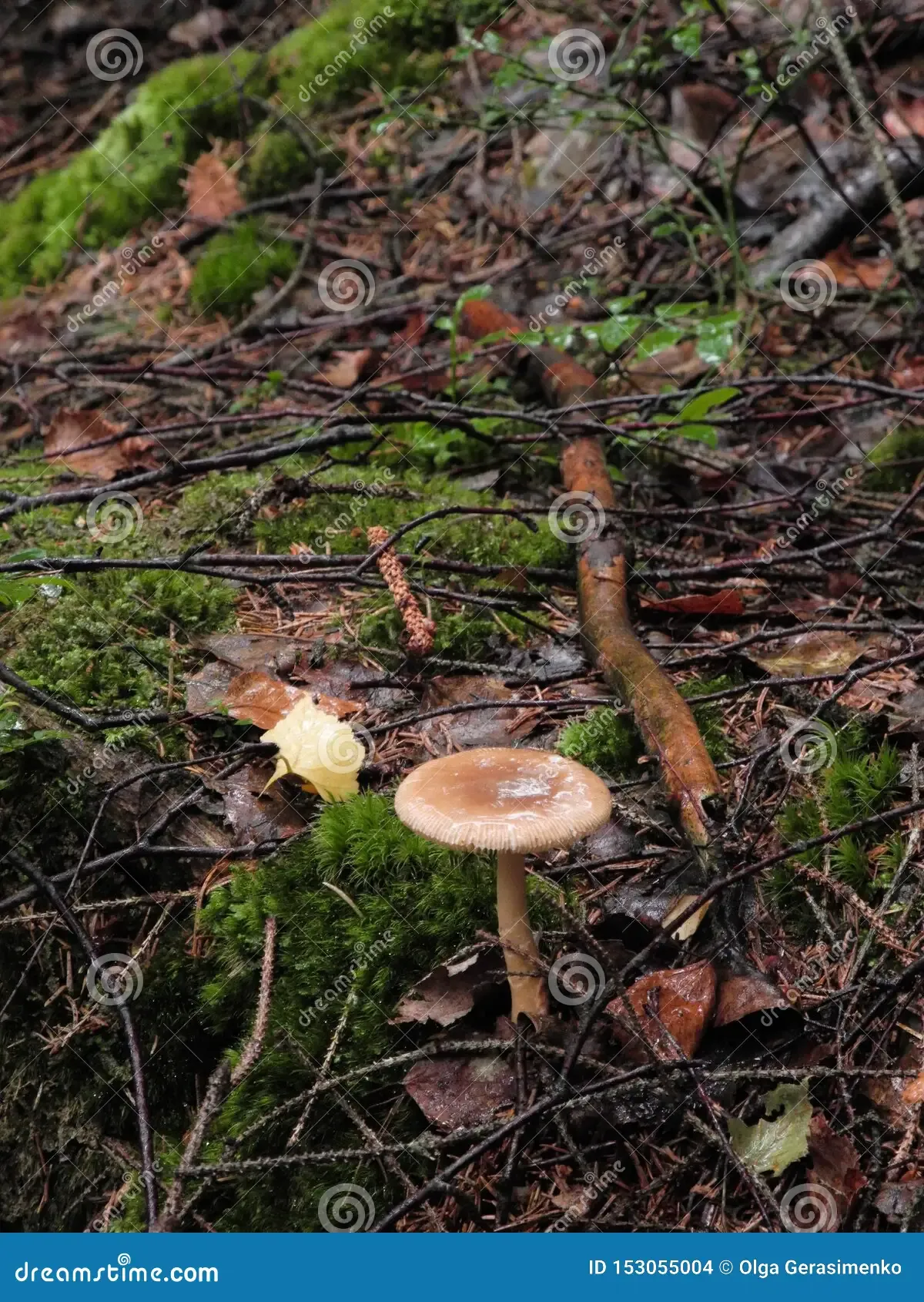 wet-lonely-eatable-mushroom-russula-grata-raw-rainy-forest-ground-bright-green-plants-moss-branches-autumn-park-153055004.jpg