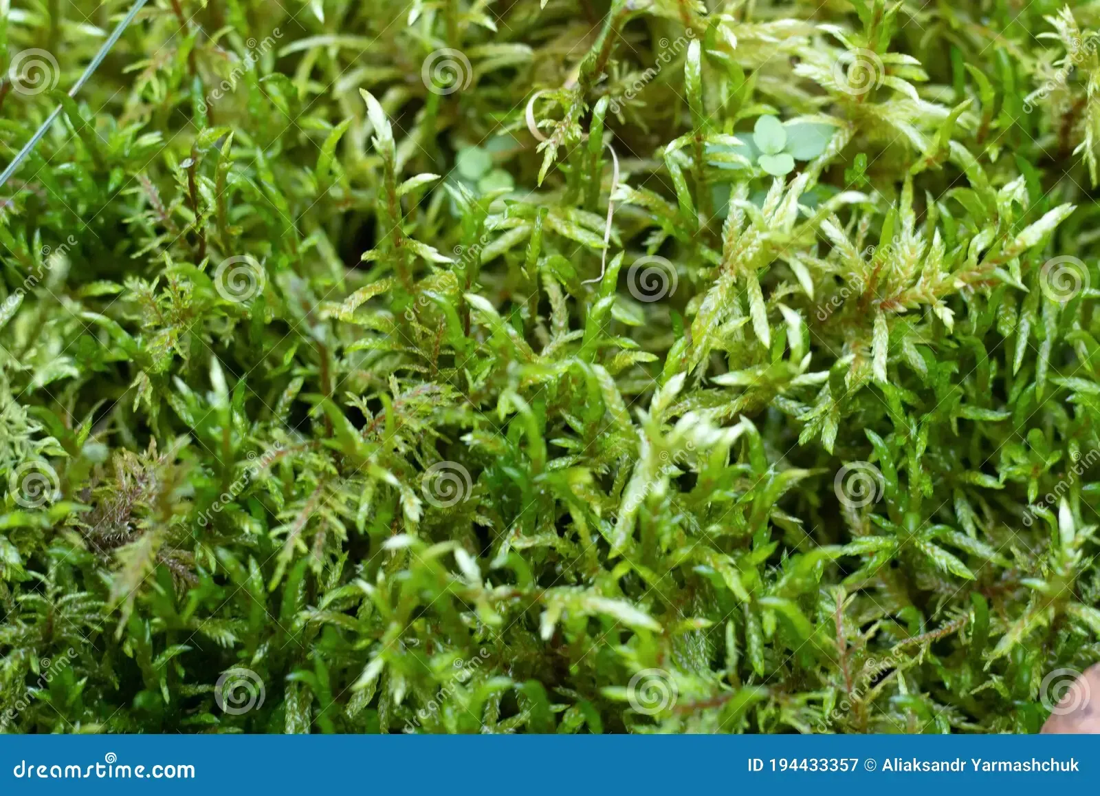 moss-selaginella-kraussiana-kunze-braun-grows-forest-moss-selaginella-kraussiana-kunze-braun-grows-forest-194433357.jpg