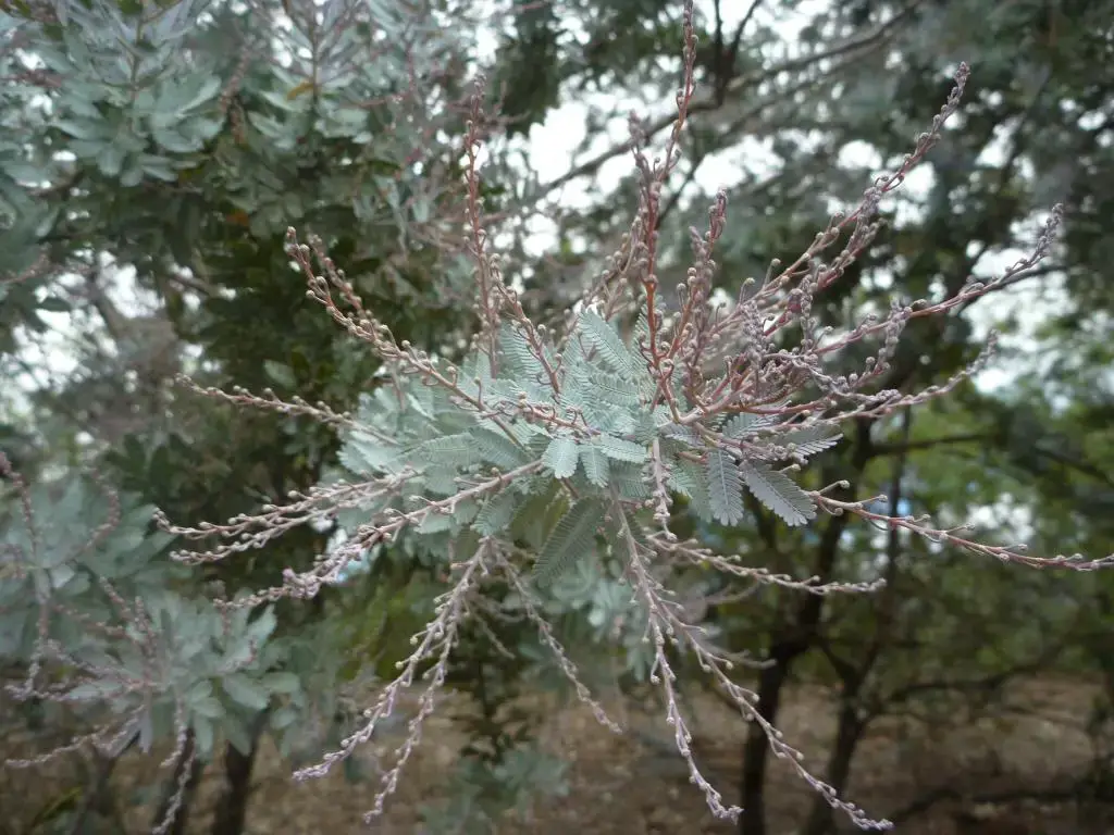 acacia-baileyana_cootamundra-wattle-1.jpg