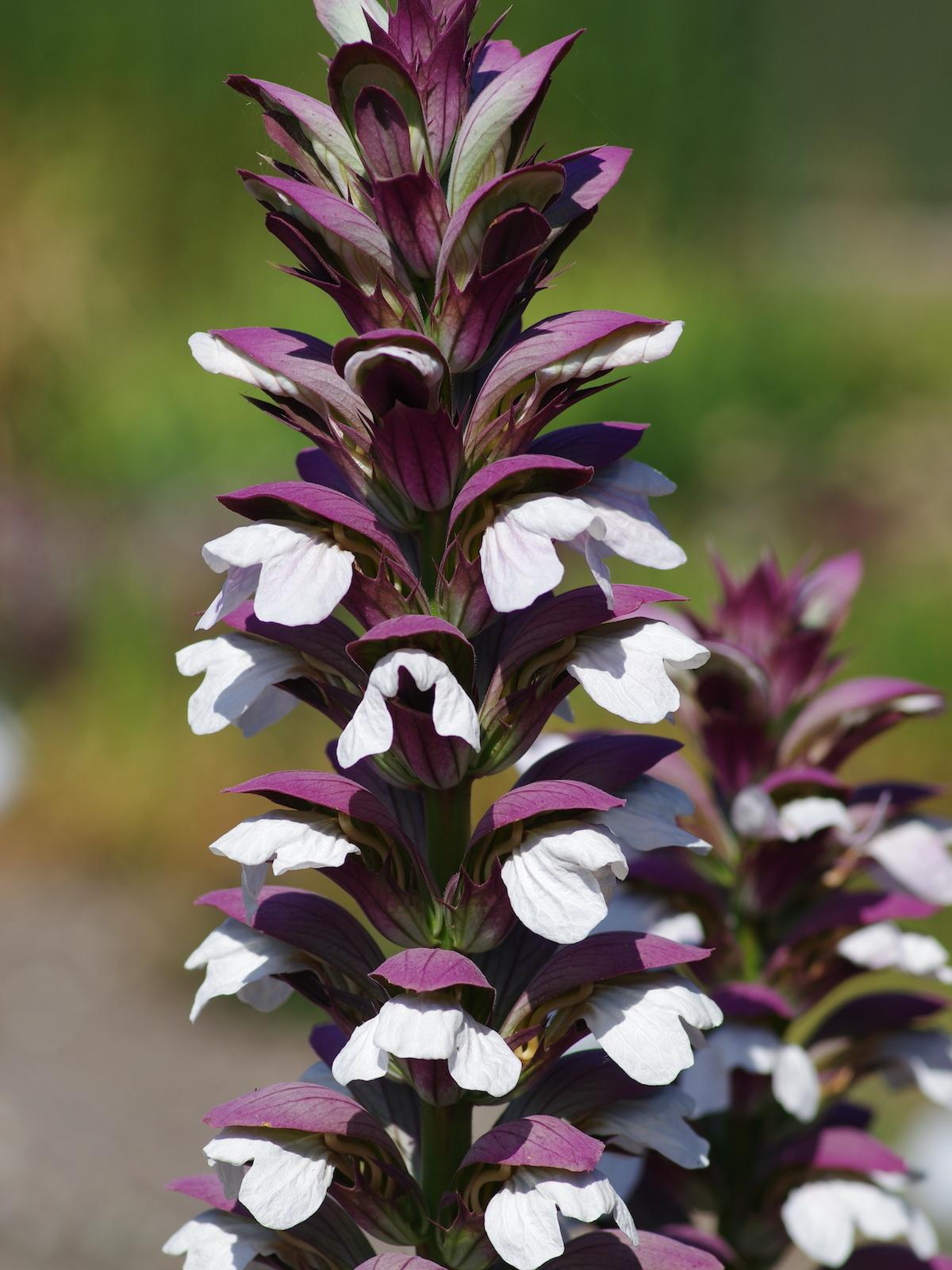 acanthus-mollis-bc-nursery-29-7-22_c6dfedd60a.jpg