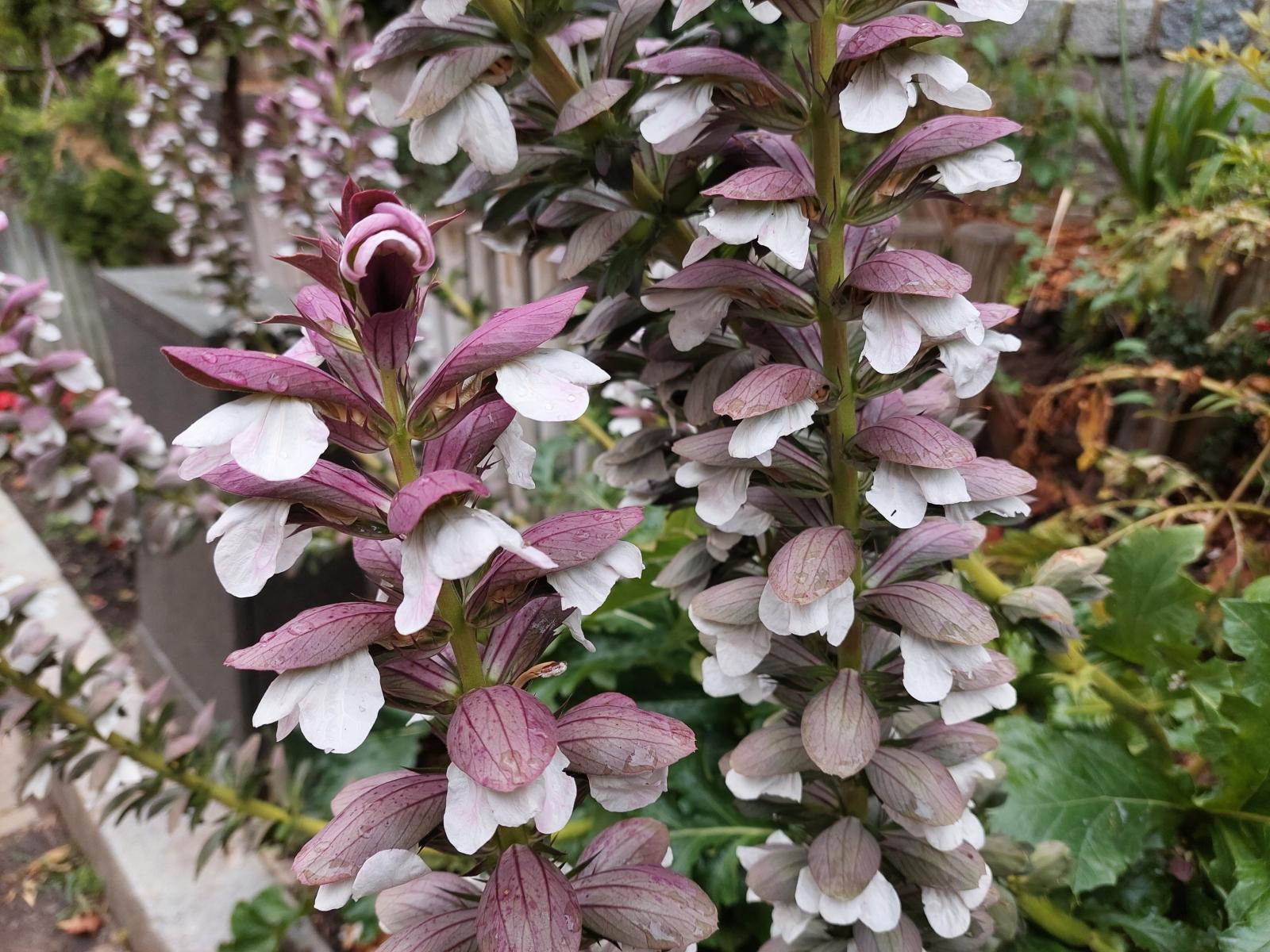 acanthus_mollis_flowers.jpg