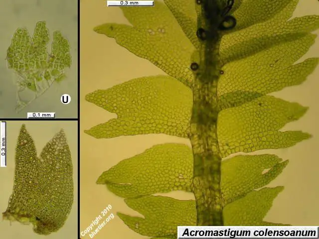 acromastigum-colensoanum.JPG