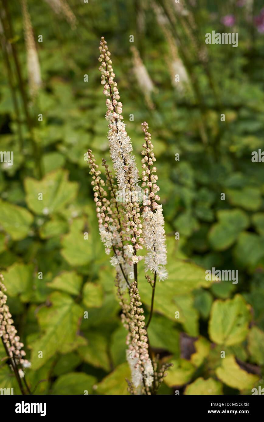 actaea-racemosa-var-cordifolia-M5C6XB.jpg